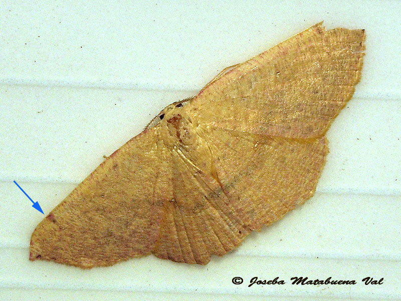 Cyclophora  - Geometridae ? da id.;: Cyclophora puppillaria